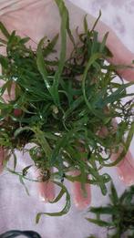 Microsorum pteropus, Dieren en Toebehoren, Vissen | Aquaria en Toebehoren, Ophalen, Plant(en), Steen of Hout