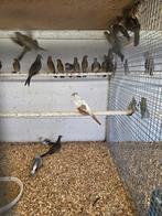 Mexicaanse roodmussen, Dieren en Toebehoren, Vogels | Overige Vogels, Meerdere dieren