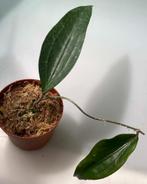 Hoya Rigida, Ophalen of Verzenden, Vetplant, Minder dan 100 cm