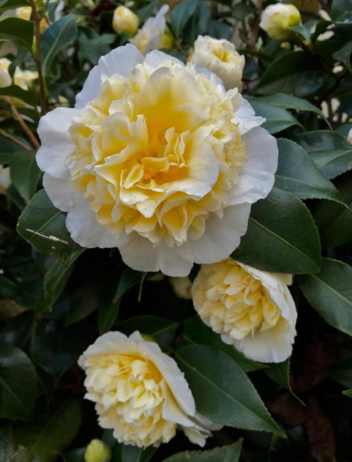 Camelia Brushfield yellow ca 90-100 cm, Tuin en Terras, Planten | Struiken en Hagen, Struik, Overige soorten, Minder dan 100 cm