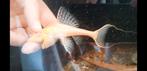 Adonis pleco, Vis