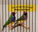 Koppel roodkop paarsborst goulds, Meerdere dieren, Tropenvogel