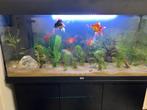 Te koop: Prachtig 220L Aquarium met LED-licht en decoraties, Dieren en Toebehoren, Ophalen of Verzenden, Zo goed als nieuw, Filter of Co2
