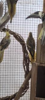 Valkparkieten, Dieren en Toebehoren, Meerdere dieren, Parkiet, Geringd