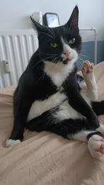 Nieuw huis gezocht, Dieren en Toebehoren, Katten en Kittens | Overige Katten, Kater, Kortharig, 6 jaar of ouder