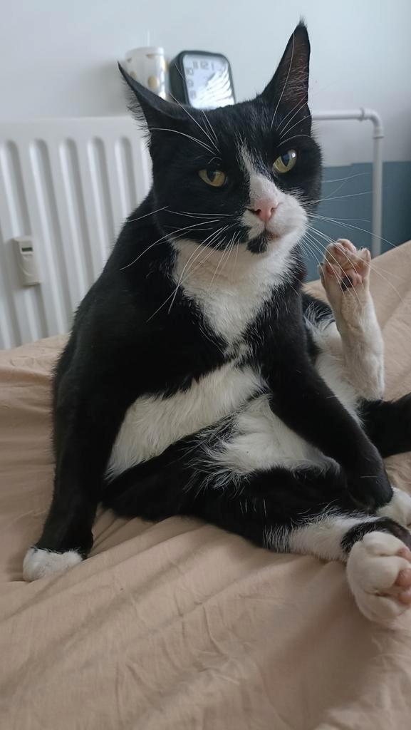 Nieuw huis gezocht, Dieren en Toebehoren, Katten en Kittens | Overige Katten, Kortharig, Kater, 6 jaar of ouder