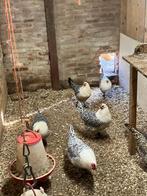 Groninger meeuw zilverpel (groot), Dieren en Toebehoren, Pluimvee, Vrouwelijk, Kip