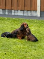 pups met fci stamboom 11 weken oud mogen het nest verlaten, Dieren en Toebehoren, Honden | Teckels en Dashonden, Standaard, 8 tot 15 weken
