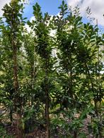 Prunus Novita perceel ontruiming, Tuin en Terras, Ophalen, Laurier, Haag, 250 cm of meer