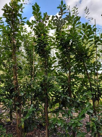 Prunus Novita perceel ontruiming beschikbaar voor biedingen