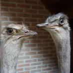 Opgezette dieren: nandoe wit en bruin, struisvogel UNIEK, Ophalen, Nieuw, Vogel, Opgezet dier