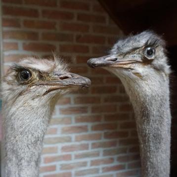 Opgezette dieren: nandoe wit en bruin, struisvogel UNIEK beschikbaar voor biedingen