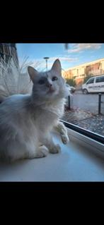 Noorse boskat x Europese tijger, Meerdere dieren