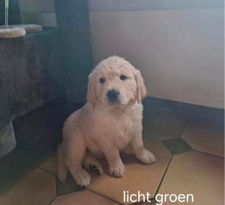 Golden retriever, Dieren en Toebehoren, Honden | Retrievers, Spaniëls en Waterhonden, Teef, Golden retriever, Fokker | Hobbymatig