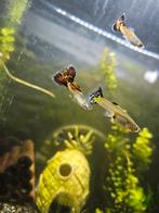 Mooie mannetjes guppy's yellow snakeskin., Dieren en Toebehoren, Vissen | Aquariumvissen