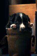 Super mooie sociale Border collie pups, Rabiës (hondsdolheid), 8 tot 15 weken, Collie, Meerdere
