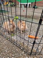 Twee jonge leeuwenkopjes te koop. Broer en zus, Meerdere dieren, Middelgroot, 0 tot 2 jaar