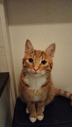 VERMIST: Wie heeft Billie gezien? Strijp/Eindhoven rode kat, Kater