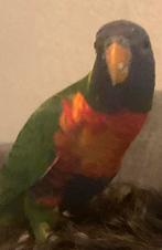 Lori van de blauwe bergen jong 12 weken., Dieren en Toebehoren, Vogels | Parkieten en Papegaaien, Geslacht onbekend, Papegaai