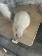 Rittens dumbo siamees kleur, Dieren en Toebehoren, Knaagdieren, Juli, Meerdere dieren