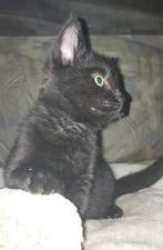 Kittens, Dieren en Toebehoren, Ophalen, Nieuw