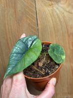 Alocasia platinum variegata plant aurea mint grey marble, Huis en Inrichting, Kamerplanten, Ophalen of Verzenden, Halfschaduw