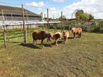 Pony’s, Dieren en Toebehoren, Pony's, Merrie, A pony (tot 1.17m), 0 tot 2 jaar