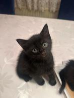 Kittens, Dieren en Toebehoren, Katten en Kittens | Overige Katten, Poes, 0 tot 2 jaar