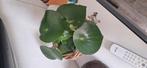 Peperomia raindrop variegata, Ophalen of Verzenden, Overige soorten, Minder dan 100 cm