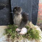 Taxidermie opgezet eensenkuikentje bruin, Ophalen of Verzenden