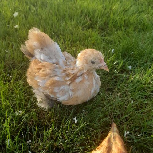 Prachtige cochin kriel kuikens gesekste hennetjes, Dieren en Toebehoren, Pluimvee, Kip, Vrouwelijk
