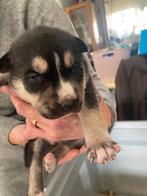 Puppy's husky mix stafford, Dieren en Toebehoren, 8 tot 15 weken, Poolhond, Meerdere, Meerdere dieren