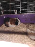 Cavia, Maart, Vrouwelijk, Cavia