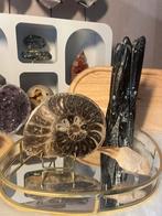 Fossielen Set – Ammoniet, Mosasaurus-tand & Orthoceras, Ophalen of Verzenden, Fossiel