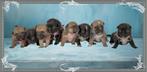 Prachtige RetroMops Puppy's, Pups, Dieren en Toebehoren, Overige rassen, CDV (hondenziekte), 8 tot 15 weken, Meerdere