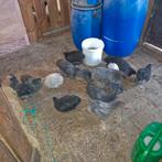 Orpington kriel hennen, Vrouwelijk, Kip