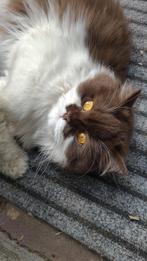 Britse langhaar poes chocolade, Dieren en Toebehoren, Katten en Kittens | Raskatten | Korthaar, Poes, Ingeënt