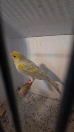 Agaat opaal geel mozaiek kanarie man, Dieren en Toebehoren, Vogels | Kanaries, Mannelijk, Kleurkanarie