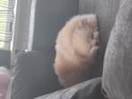 Pomeriaan teefje, Dieren en Toebehoren, Honden | Chihuahua's en Gezelschapshonden, Particulier, Overige rassen, Buitenland, Teef