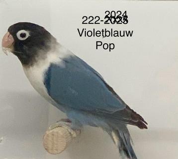 Agapornis personata violetblauw pop beschikbaar voor biedingen