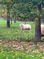 SWIFTER DEKRAM, Dieren en Toebehoren, Mannelijk, Schaap, 0 tot 2 jaar
