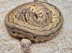Python regius super pastel leopard clown man ready to breed, Dieren en Toebehoren, Slang, 0 tot 2 jaar