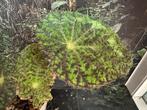Begonia Longiciliata, Ophalen of Verzenden, Overige soorten, Minder dan 100 cm