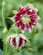 akelei nora barlow plantjes, Ophalen of Verzenden, Zomer, Overige soorten, Volle zon