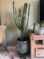Cowboy cactus, Ophalen of Verzenden, Cactus, Volle zon