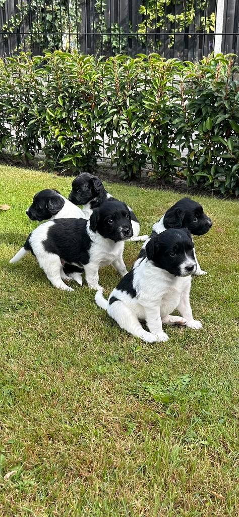 Friese Stabij pups, Dieren en Toebehoren, Honden | Setters en Staande honden, Meerdere dieren, Overige rassen, Fokker | Hobbymatig