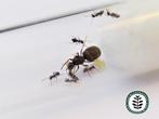 LASIUS  NIGER 11-20 WERKSTERS MIER MIEREN