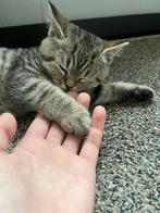 Brits Korthaar kater, Dieren en Toebehoren, Katten en Kittens | Raskatten | Korthaar, Kater
