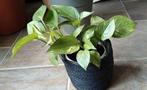Pothos, Huis en Inrichting, Kamerplanten, Ophalen of Verzenden, Overige soorten, Minder dan 100 cm