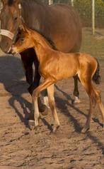 Bloedmooi McLaren merrie veulen, Dieren en Toebehoren, Paarden, Merrie, Minder dan 160 cm, Gechipt, Niet van toepassing